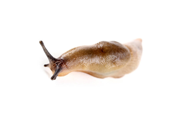 Slug isolated on white - Photo, image