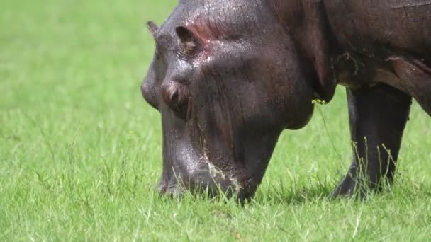 Zbliżenie od wypasu hipopotama - Materiał filmowy, wideo