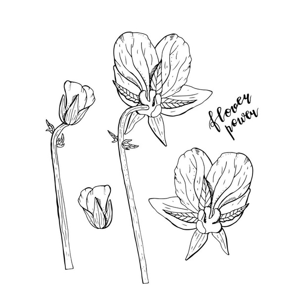 Handgezeichnete Stiefmütterchen Blumen monochrom Cliparts. Florales Design-Element. Rückansicht. Vereinzelt auf weißem Hintergrund. Vektor - Vektor, Bild