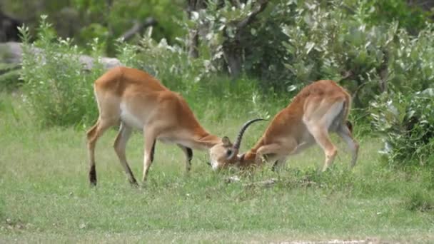 Dos Lechwe dejan de luchar y se van en la Reserva de Caza Moremi en Botswana
 - Imágenes, Vídeo