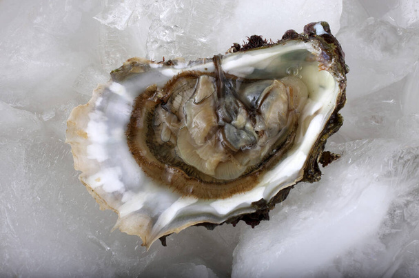 Opened oyster on ice - Фото, зображення
