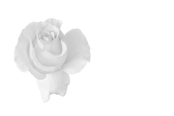 єдиний ізольований монохромний розквіт троянди з краплями дощу, образотворче мистецтво натюрморт на білому тлі та деталізована текстура
 - Фото, зображення