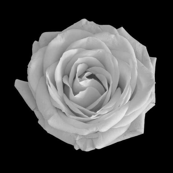 monochrome macro of a round elegant white rose blossom on black background seen from the top - Photo, Image