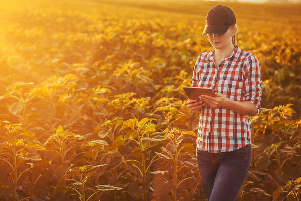 Woman agronomist checks sunflower growth rates on an eco farm. - Photo, Image