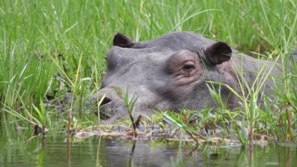 Zbliżenie od hipopotama śpiącego na bagnach - Materiał filmowy, wideo