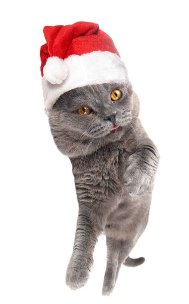 Funny Christmas cat is dancing - Фото, зображення
