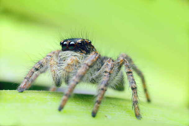 Un ragno che salta da vicino. Macro sparato. Ritratto di ragno. Spider con bellissimi occhi primo piano. Insetto. Foto di alta qualità - Foto, immagini
