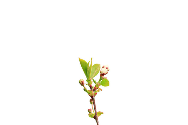 Gałąź kwitnącego wiosennego drzewa odizolowanego na białym tle. Widok góry. Zbliżenie. - Zdjęcie, obraz