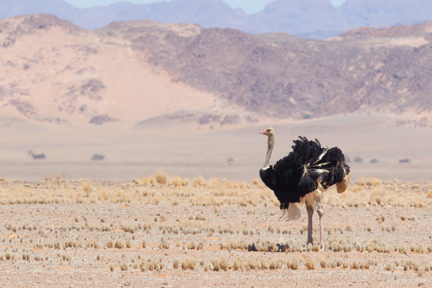 Мужской страус, идущий по пустыне Намиб
 - Фото, изображение