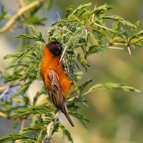 Southern Red Bishop busy building a nest - Photo, Image
