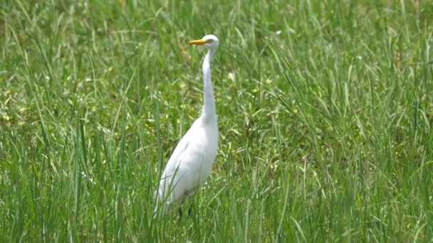 Great egret στους υγροτόπους του Moremi Game Reserve στη Μποτσουάνα - Πλάνα, βίντεο