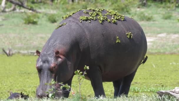 Hipopotam z chwastami wypasanymi w pobliżu jeziora - Materiał filmowy, wideo