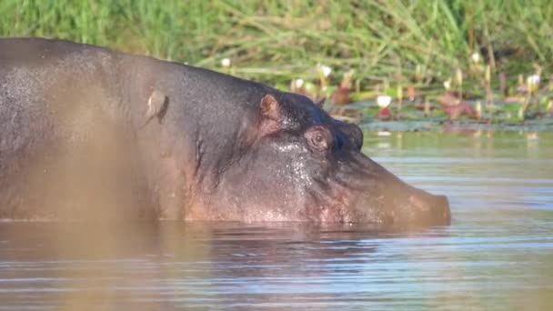 Hipopotam spaceruje w stawie - Materiał filmowy, wideo
