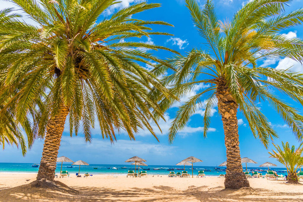 Пальма на пляжі
 - Фото, зображення