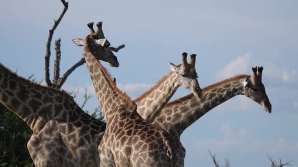 Deux girafes se battent dans la réserve de Moremi, Botswana - Séquence, vidéo