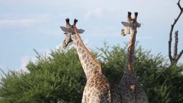 Deux girafes se battent dans la réserve de Moremi, Botswana - Séquence, vidéo