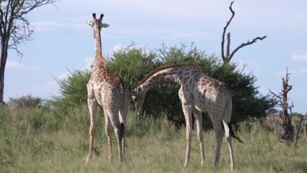 Deux girafes commencent à se battre à Moremi Game Reserve, Botswana - Séquence, vidéo