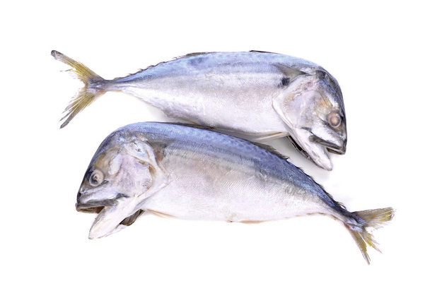 Makreel Vis geïsoleerd op witte achtergrond - Foto, afbeelding