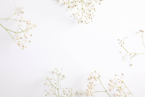 gypsophila pequeña flor blanca planta aislada en fondo blanco en vista superior - Foto, Imagen
