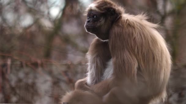 Close up of spider monkey sitting on a branch and looking around - Video, Çekim