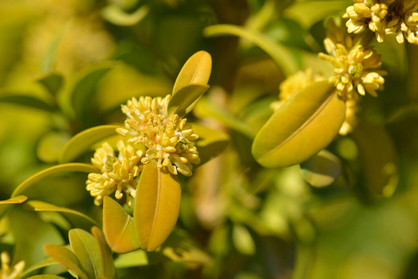 Buxus sempervirens in bloom. Outdoor, ornamental.Yellow inflorescence of Buxus sempervirens shrub - Photo, Image