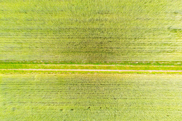 Luftaufnahme von oben aus einer fliegenden Drohne von einem Land mit gesäten grünen Feldern in der Landschaft im Frühling Tag. Land mit gezüchteten Reispflanzen - Foto, Bild