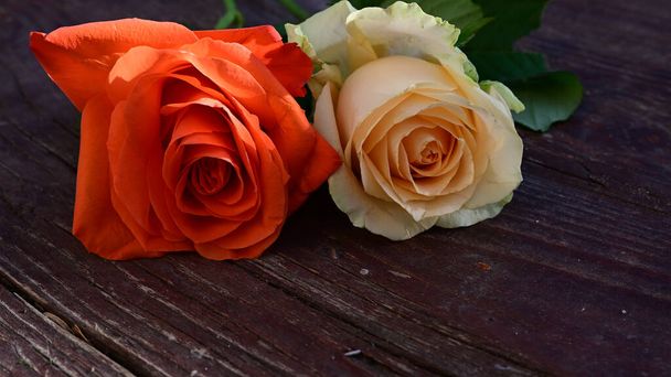 красивые розы на деревянном фоне, летняя концепция, близкий вид     - Фото, изображение