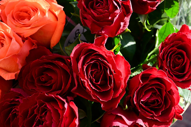 bouquet de belles roses à la journée ensoleillée d'été, vue rapprochée  - Photo, image