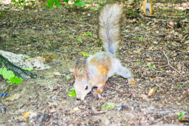Un giovane scoiattolo rosso cerca noci cadute nella foresta
 - Foto, immagini