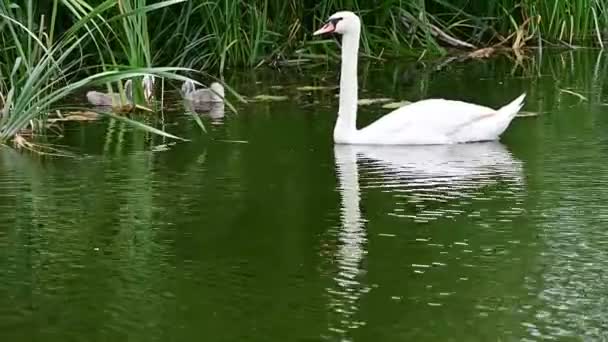 bellissimo cigno bianco con cuccioli che nuotano sulla superficie dell'acqua del lago durante la giornata estiva  - Filmati, video