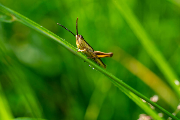 Grasshopper verde divertido en una hoja de hierba
 - Foto, Imagen