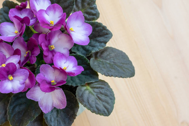 Bright pink African violet flower on wooden table, top view, cozy home decor, copy space - Photo, Image