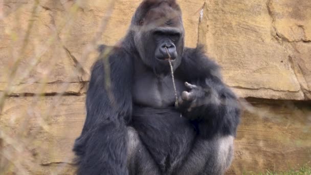 Close up of male Gorilla eating - Materiał filmowy, wideo