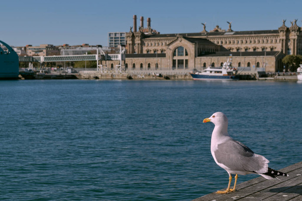 Barcelona, Spain. January 5th, 2019.Seagull watching the sea in the harbour. A Gull observes the sea of the port of Barcelona while the day continues its course. - Photo, Image