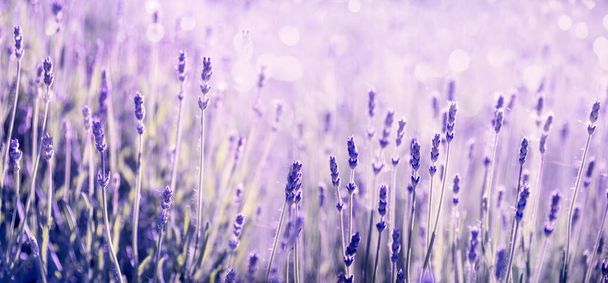 Фиолетовый цветок лаванды в поле. Летний пейзажный баннер. Фиолетовый лаванда с боке и солнечный свет панорамный фон
. - Фото, изображение