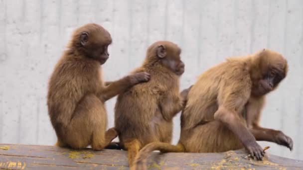 Three young baboons sitting on a trunk and grooming each other. - Video