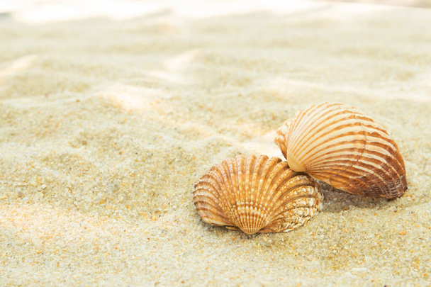 mais conchas na areia na praia, paisagem
 - Foto, Imagem