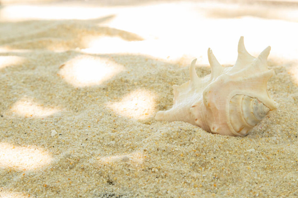 más conchas en la arena en la playa, paisaje - Foto, Imagen