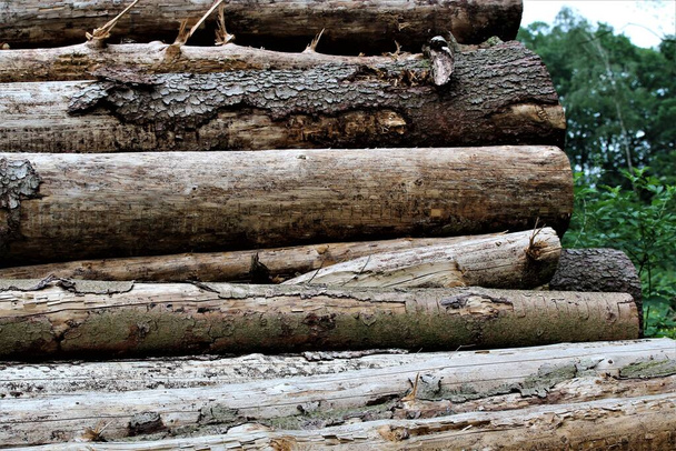 Une pile de bois dans la forêt - Photo, image