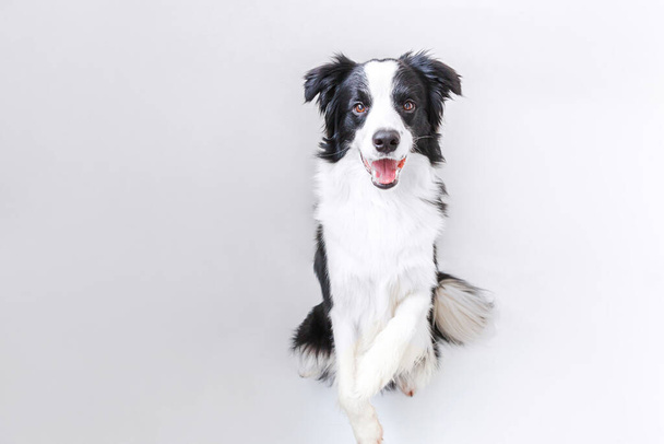 Beyaz arka planda izole edilmiş şirin gülümseyen köpek yavrusu Collie 'nin komik stüdyo portresi. Ailenin yeni sevimli üyesi küçük köpek gözlerini dikip ödül bekliyor. Komik hayvan hayvan yaşam konsepti - Fotoğraf, Görsel