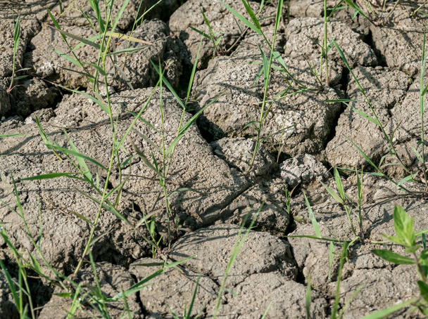 Свежие травяные нити, растущие на сухой трещине или почве
. - Фото, изображение
