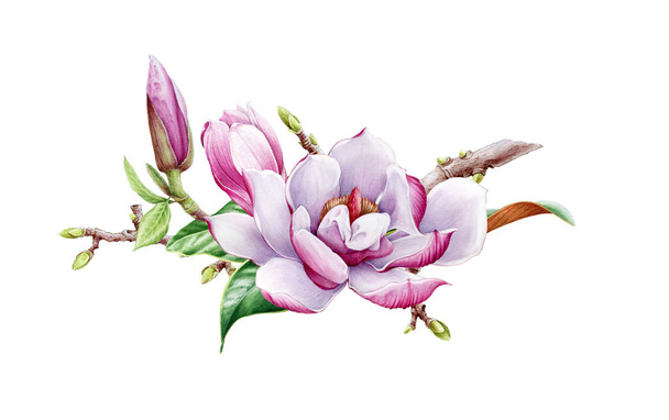Beautiful magnolia flower on a tree branch watercolor painted illustration. Tender spring blossom with a bud and green leaf. Hand drawn full bloom magnolia flower isolated on white background. - Foto, imagen