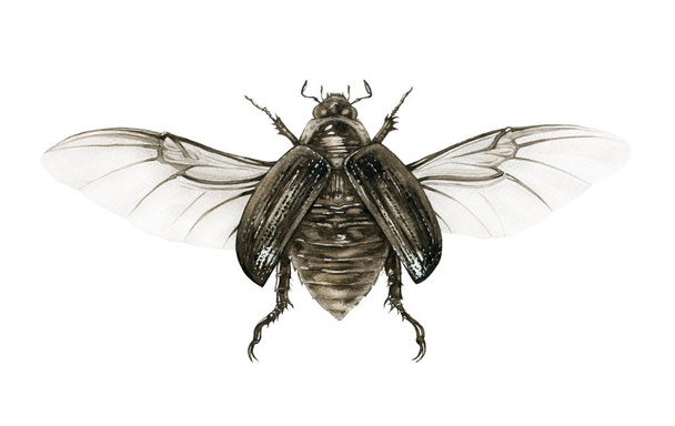 Kever bovenaanzicht aquarel illustratie. Met de hand getekend mooie bug grafische afbeelding. Wildlife insect close-up detail illustratie. geïsoleerd op witte achtergrond - Foto, afbeelding
