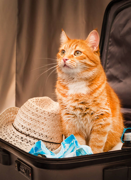 červená kočka čeká na výlet - Fotografie, Obrázek