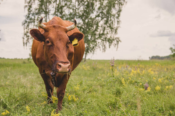 牧草地で孤独な赤い牛。牛が畑で草を食べている。. - 写真・画像