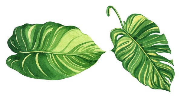 Набор акварели тропические, зеленые листья изолированы на белом фоне.
 - Фото, изображение