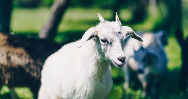 Little goats grazing in green meadow. Animals eating green grass outdoors - Foto, Bild