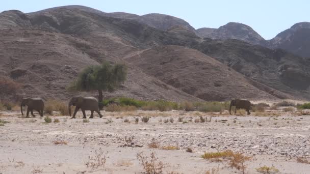 Norsulauma kävelee kuivalla Hoanib Riverbed Namibiassa - Materiaali, video