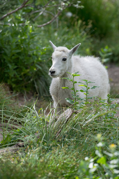  Mountain baby Goat in  wild, national park, jasper, canada - Photo, Image