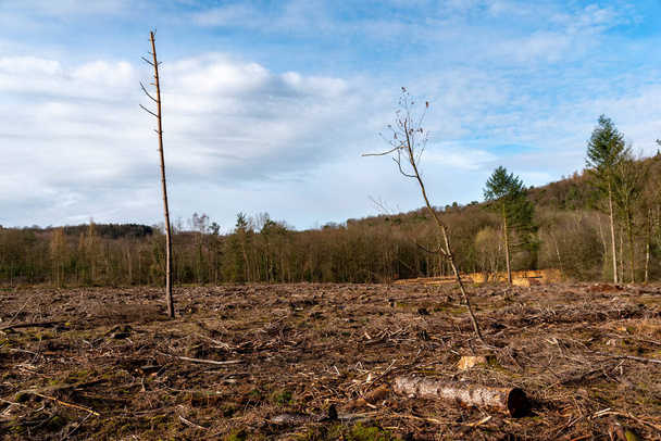 δάσος κατεστραμμένο από σκαθάρια φλοιού στη Γαλλία - Φωτογραφία, εικόνα